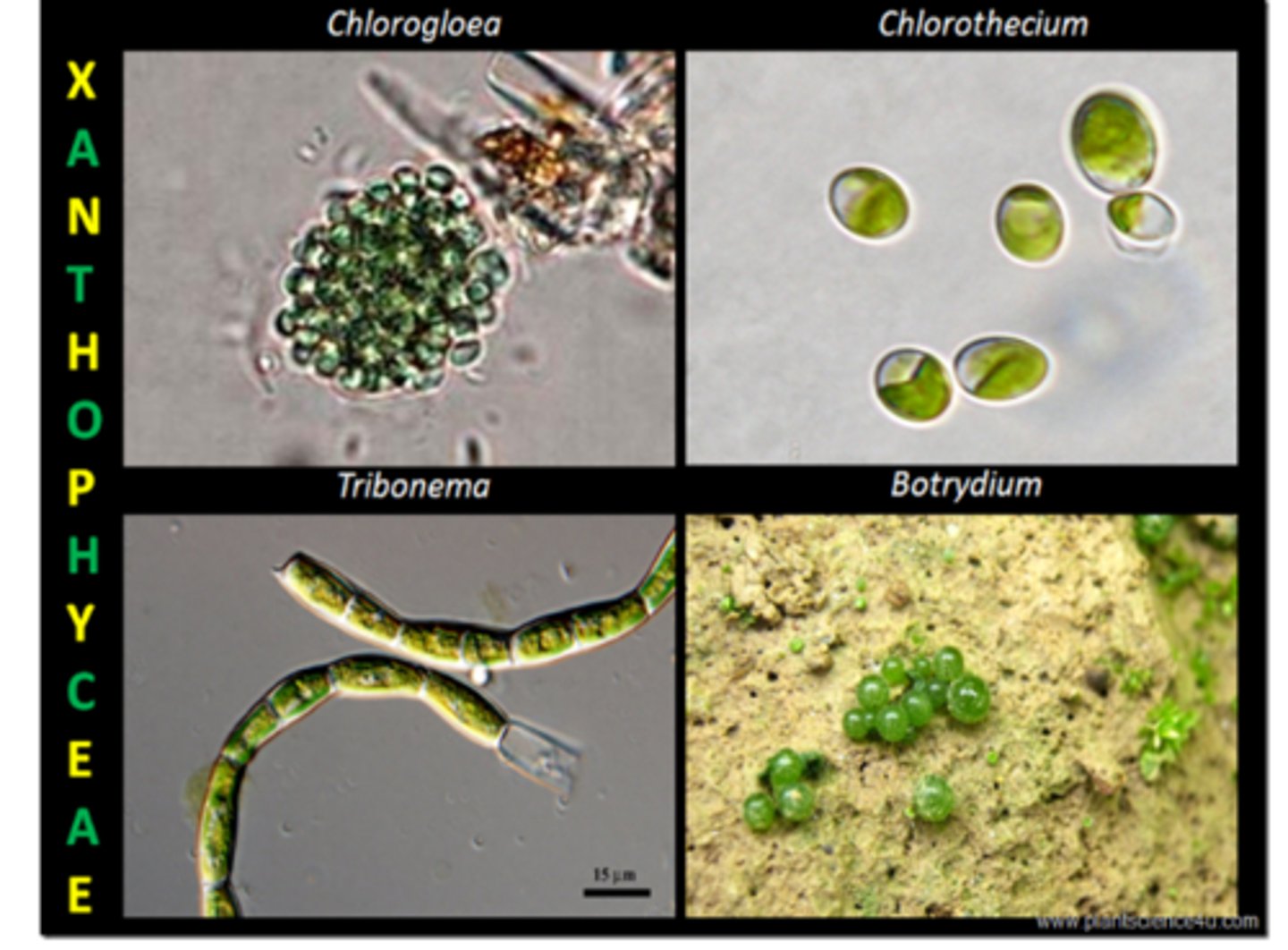 <p>fresh water, non motile, cell walls have cellulose</p><p>Storage: oil</p><p>Pigments: a, c</p>