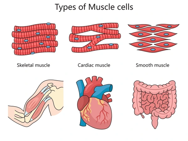 <p>Heart muscle under involuntary control, composed of striated cells.</p>