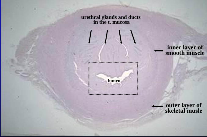 <p>Cross-section of the equine pelvic urethra, H-E stain.</p><p>The section shows the lumen near the center</p>