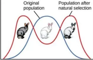 <p>When extreme versions of a trait are favored over normal versions of a trait {EX: Gray &amp; Gray and White rabbits are able to blend into rocky entrances better than white rabbits, so white rabbits die off}</p>