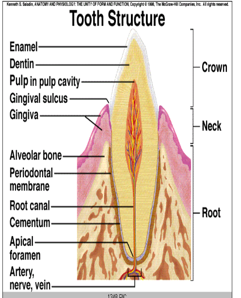 <p>• Enamel (white outside)</p><p>• Dentin (yellow inside)</p><p>• Pulp Cavity (hollowed-out spaces inside your tooth)</p><p>• Root Canal (nerves)</p><p>• Alveolar Bone</p><p>• Occlusion:</p><p>• Occlusal Surface:</p><p>• Cusps:</p>