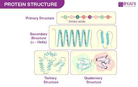 <p>what are the 4 different ways to illustrate protein structures?</p>