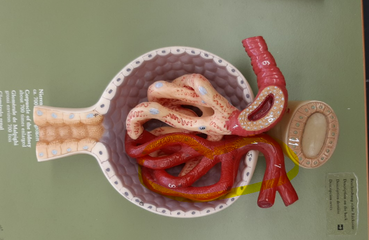 or glomerular capillaries