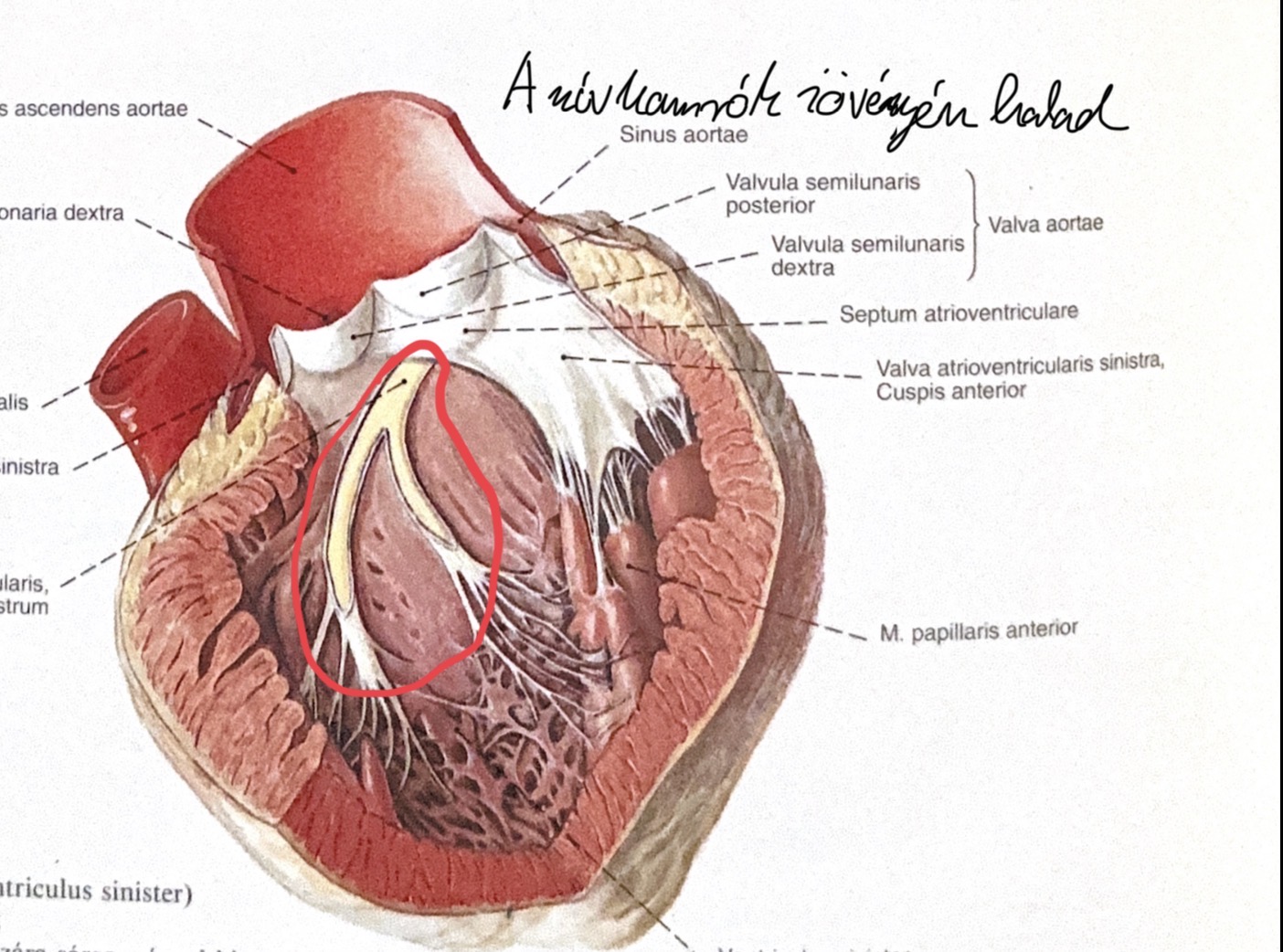 <p>fascius atrioventricularis</p>