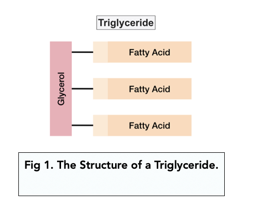 One glycerid, three fatty acids

* Saturated fatty acids
* Unsaturated fatty acids
* Mono-unsaturated fattu acids
* Poly-unsaturated fatty acids