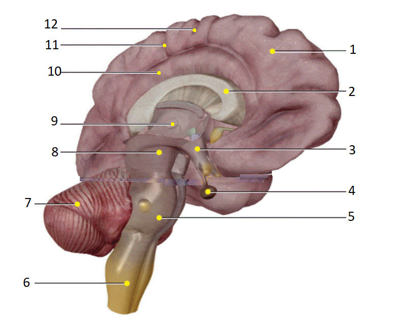 <p>structure #4</p>