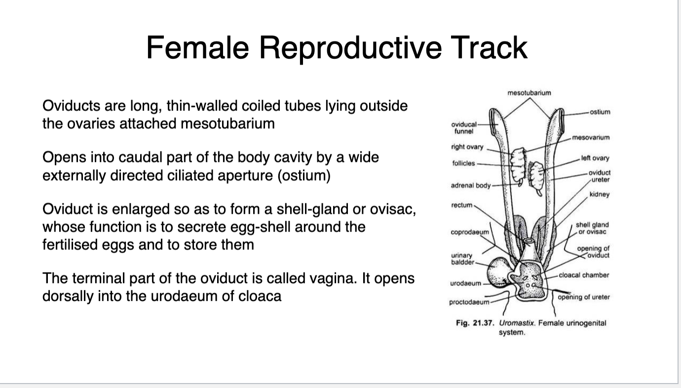 <p>female repro</p><p></p>