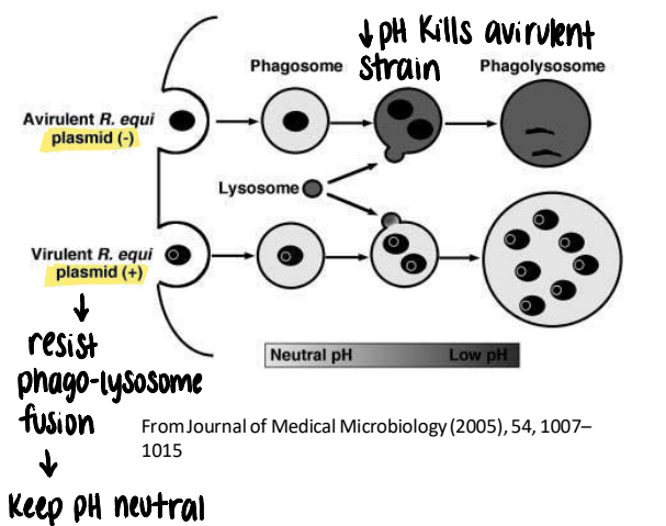 <ul><li><p>plasmid expressing <strong>virulence associated protein A (VapA)</strong> <strong><u>essential</u></strong> for intracellular survival in foal macrophages</p><ul><li><p>helps resist phagolysosome fusion and keeps pH inside phagosome neutral</p></li></ul></li><li><p><strong>lipid rich cell envelope</strong> protects from desiccation in environment and supports survival within macrophage</p></li></ul><p></p>