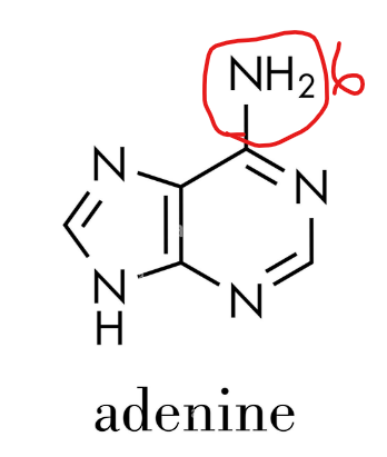 <p><strong>Adenine (A)</strong></p><ul><li><p class="ds-markdown-paragraph"><strong>Found in:</strong> DNA and RNA</p></li><li><p class="ds-markdown-paragraph"><strong>Structure:</strong></p><ul><li><p class="ds-markdown-paragraph">A purine base.</p></li><li><p class="ds-markdown-paragraph">Its ring system is composed of<strong> carbon</strong> and <strong>nitrogen atoms.</strong></p></li><li><p class="ds-markdown-paragraph">It has an <strong>amin<u>o</u> group (-NH₂)</strong> attached to <strong>carbon 6 of the ring.</strong></p></li></ul></li><li><p class="ds-markdown-paragraph"><strong>Pairing:</strong> In both DNA and RNA, Adenine pairs with <strong>Thymine (T)</strong> in <strong>DNA</strong> <u>or</u> <strong>Uracil (U)</strong> in<strong> RNA</strong> via <strong>two hydrogen bonds</strong>.</p></li></ul><p></p>