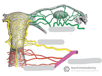 <p>Name the arteries</p>