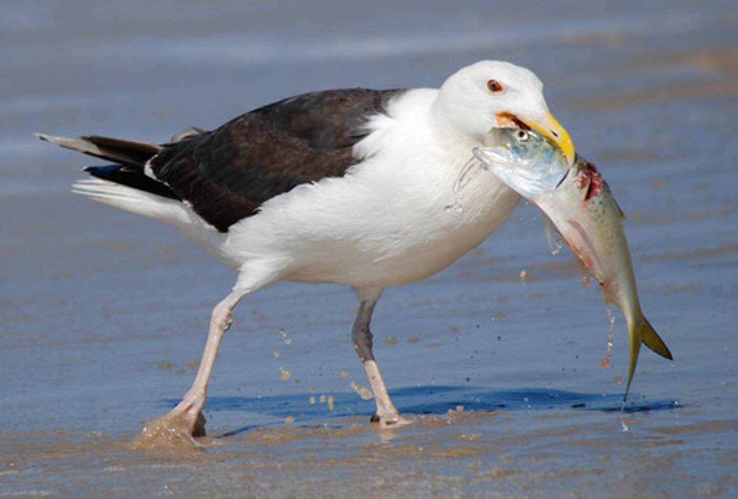 <p>An interaction in which one organism captures and feeds on another organism. Predators will kill the less "fit" of a prey population thus resulting in only the more "fit" will survive and reproduce more.</p>