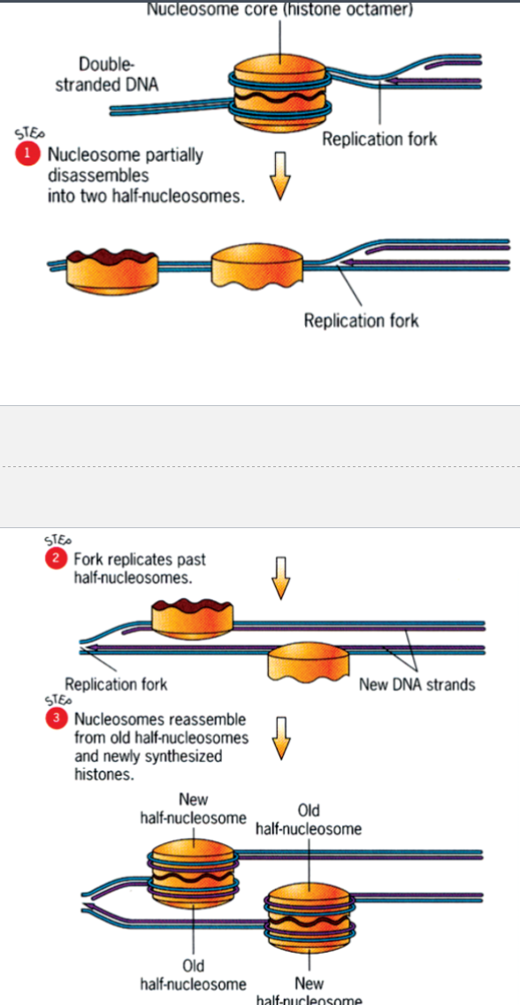 <p>nucleosome partially disassembles into two half-nucleosomes</p><p>replication fork replicates past the half-nucleosomes, while building new DNA strands</p><p>nucleosomes reassemble from old half-nucleosomes and newly synthesized histones</p>