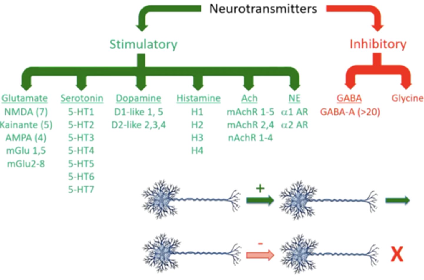 <p>promote</p><p>this means that most neurotransmitters are stimulatory rather than inhibitory </p>