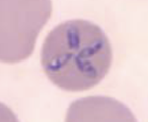<p>What organism is this? How can you tell?</p>