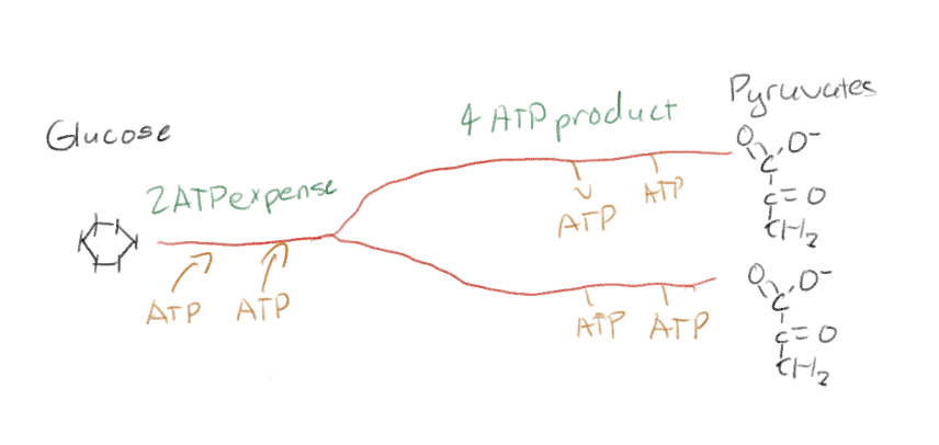 <p>The first half requires energy (2 ATP) and glucose (investment phase)&nbsp;</p><p>The second half requires whatever you got from the first half and the products are 2 NADH, 4 ATP, and 2 pyruvate molecules</p><p>Net yield is 2 ATP making glycolysis spontaneous</p>