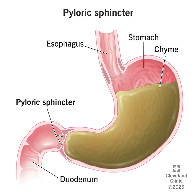 <p>Controls the passage of chyme from the stomach to the small intestine</p>