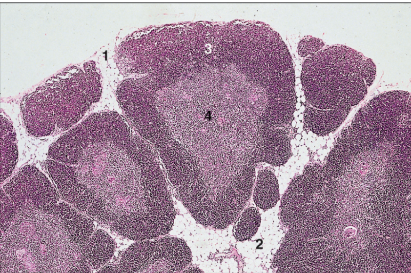 <p>thymus, ox</p>