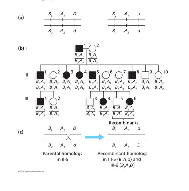<p>Haplotype</p><p>Closely linked, passed on together</p><p></p>