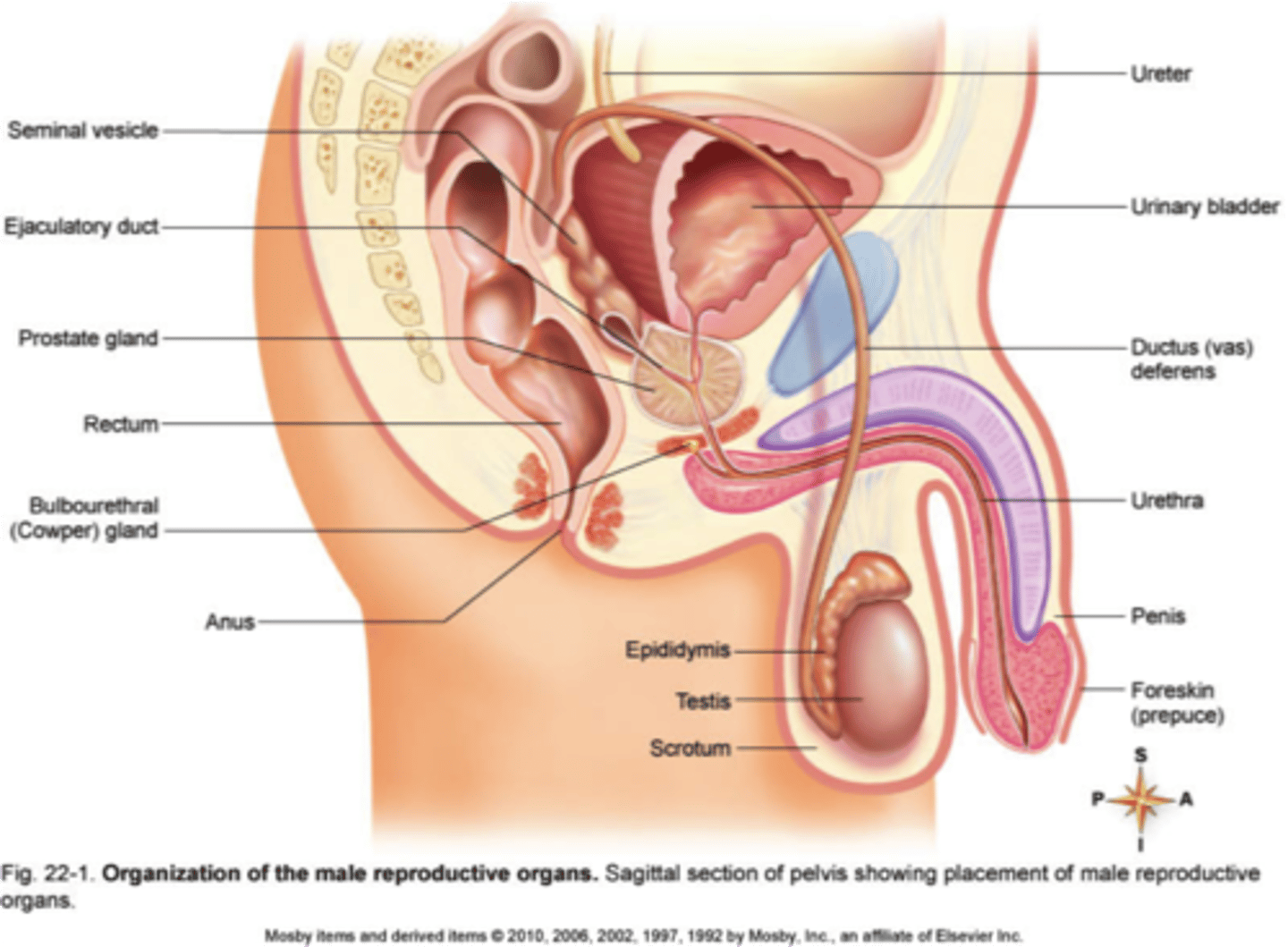 <p>consists of testes, epididymites, spermatic ducts, seminal vesicles, prostate gland, bulbourethral glands, penis<br>--&gt; Function: production and delivery of sperm; secretion of sex hormones</p>