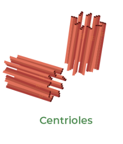 <p>Centriole</p>