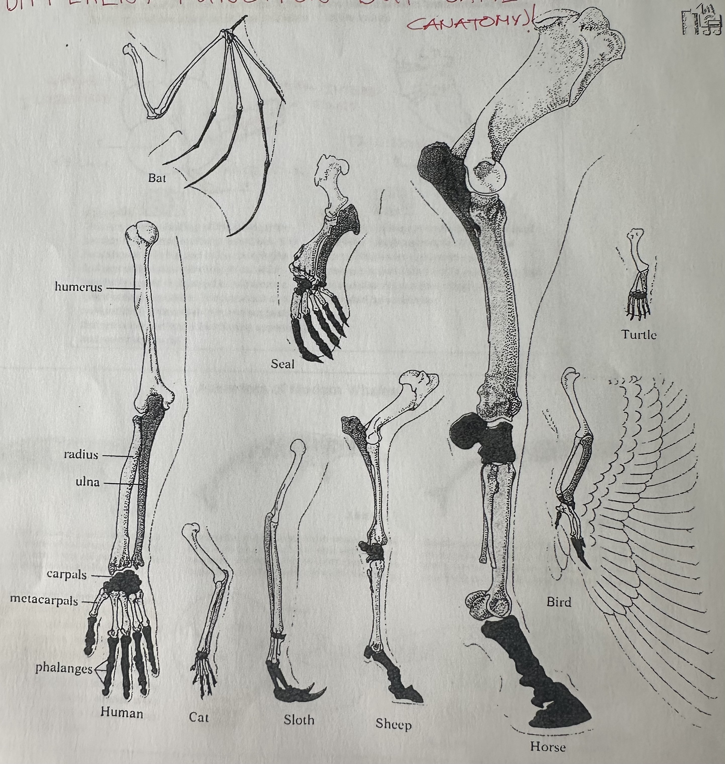<p>Body parts with same basic structure, whether function is diff. or not. </p><p>Examples: Bat wing, human arm, and whale flipper</p>