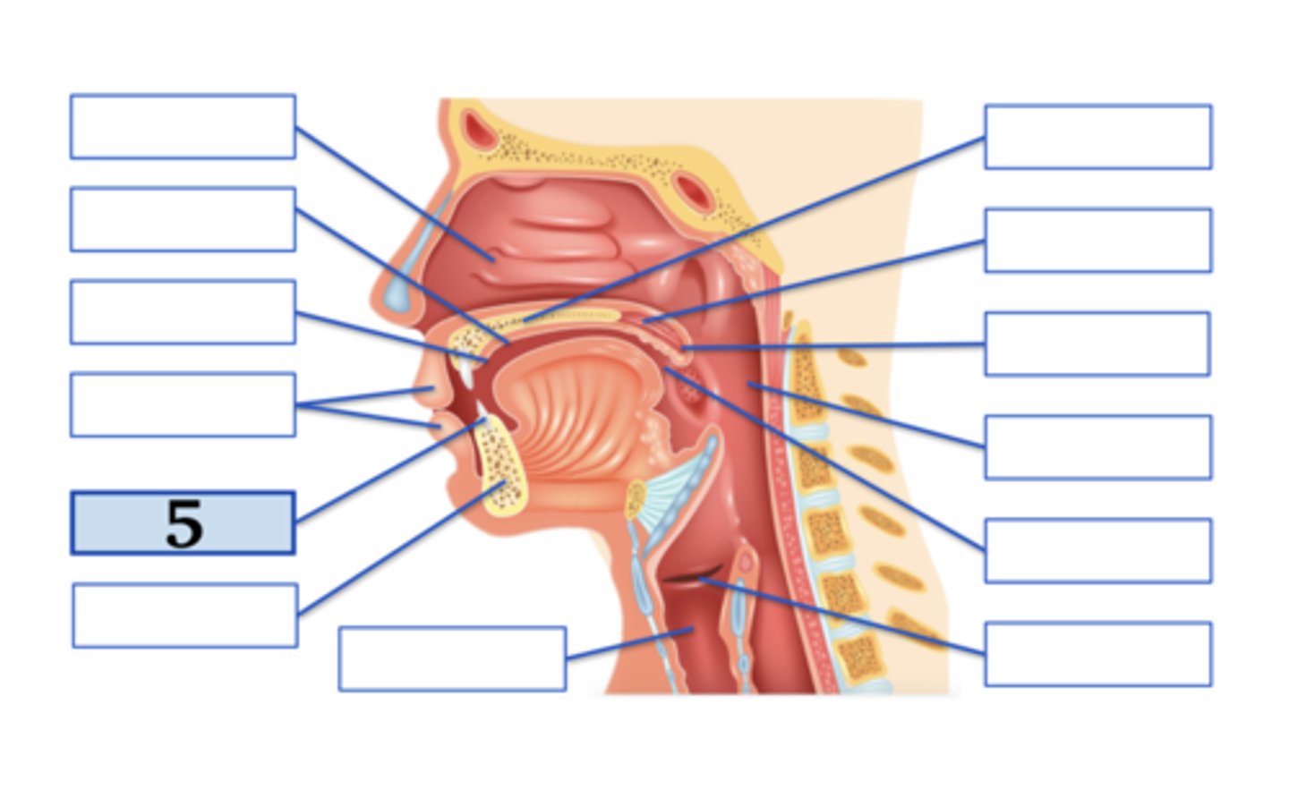 <p>teeth;</p><p>voiced dental fricative</p>