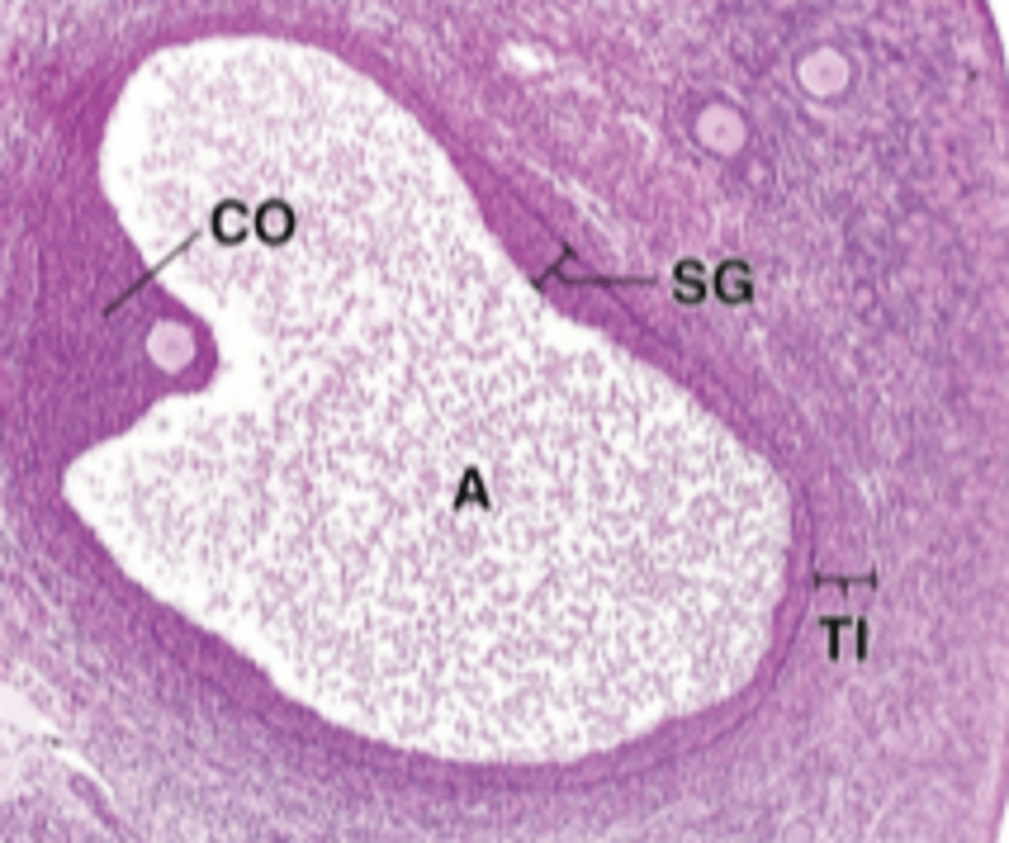 <p>SG to the right of it is the basement membrane</p>