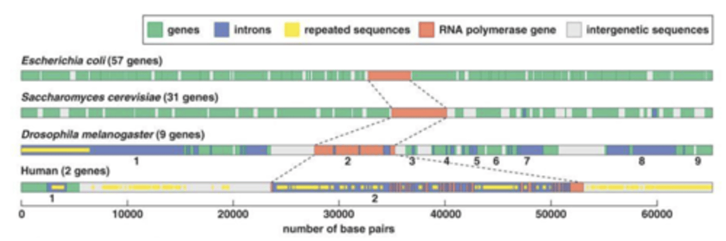 <p>Intronic miRNA (nc and coding)</p><p>exonic miRNA (nc and coding)</p>