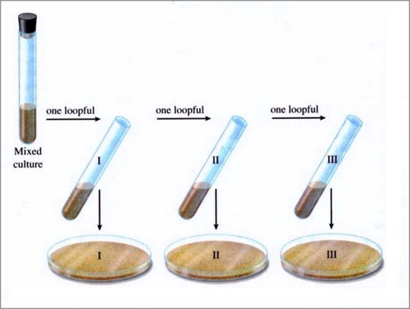 <p>Used to identify the number of colony forming units in a solution - may involve a serial dilution</p>