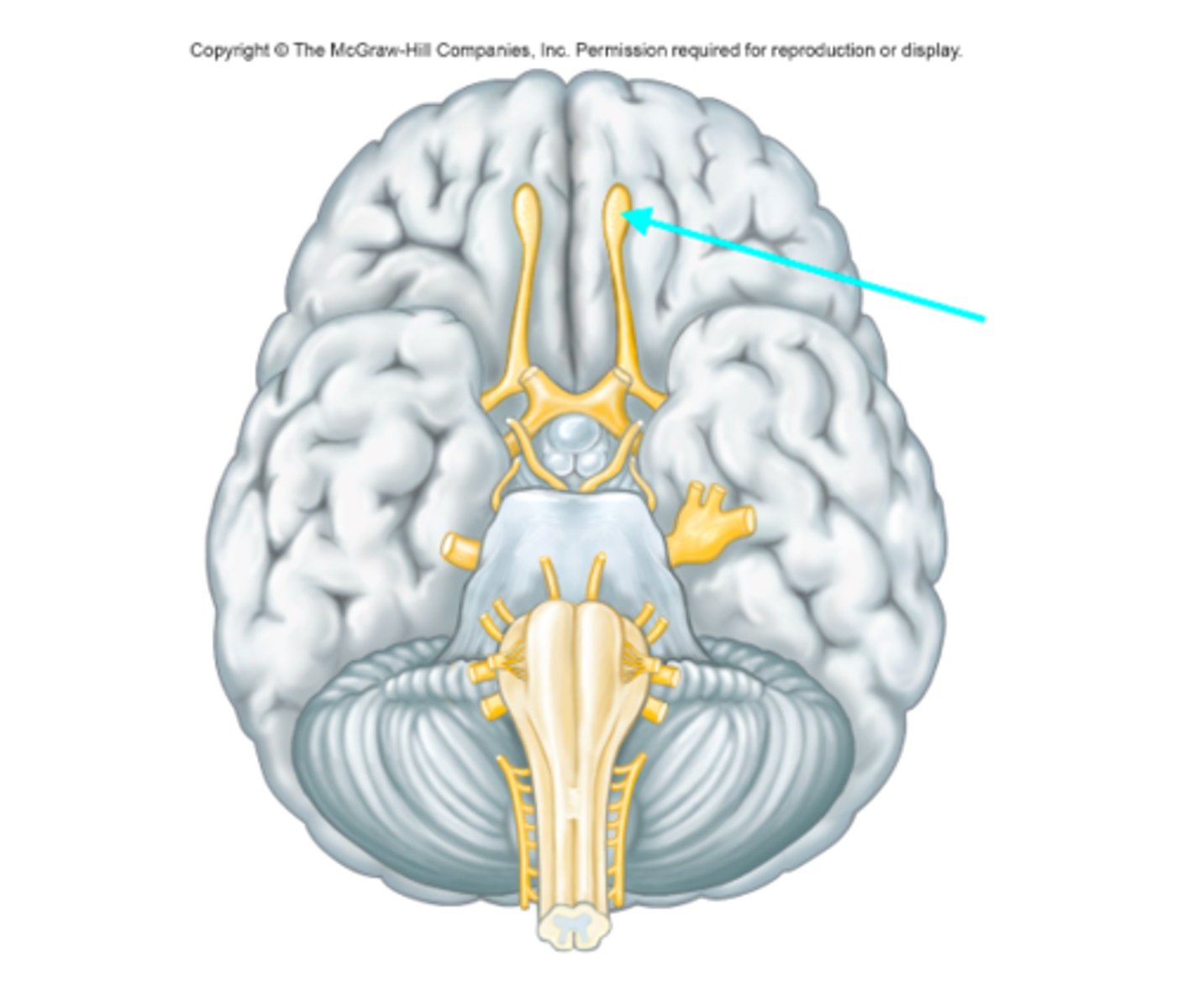 <p>What cranial nerve is the blue arrow pointing at?</p>