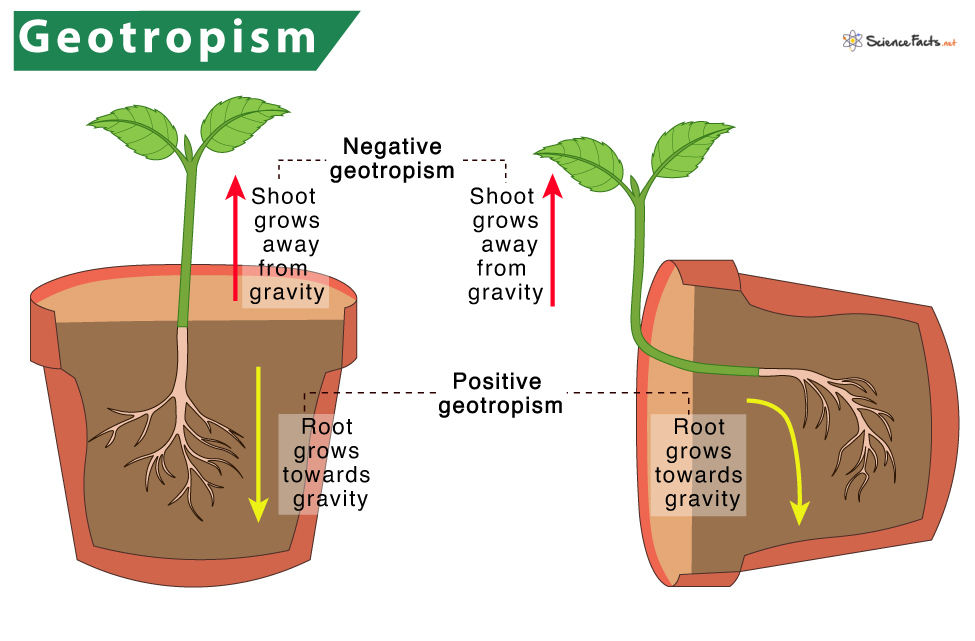 <p>Growth of a plant in response to gravitational pull (eg: roots grow toward gravitational pull but stems grow away)</p>