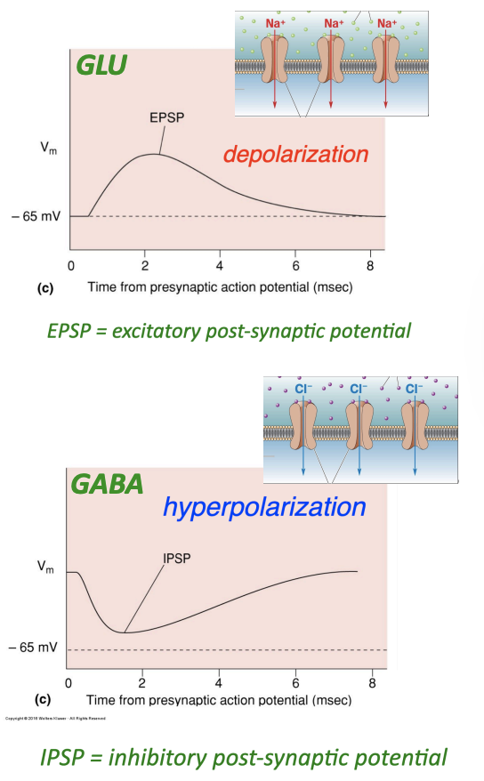 <p>defined by the receptor</p><ul><li><p>Depolarization (EPSP): excitatory, glutamate</p></li><li><p>Hyperpolarization (IPSP): inhibitory, GABA</p></li></ul><p></p>