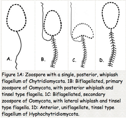 <p><span><strong><span>“Fungi” and </span><em><span>Fungi</span></em><span> with flagella</span></strong></span></p>