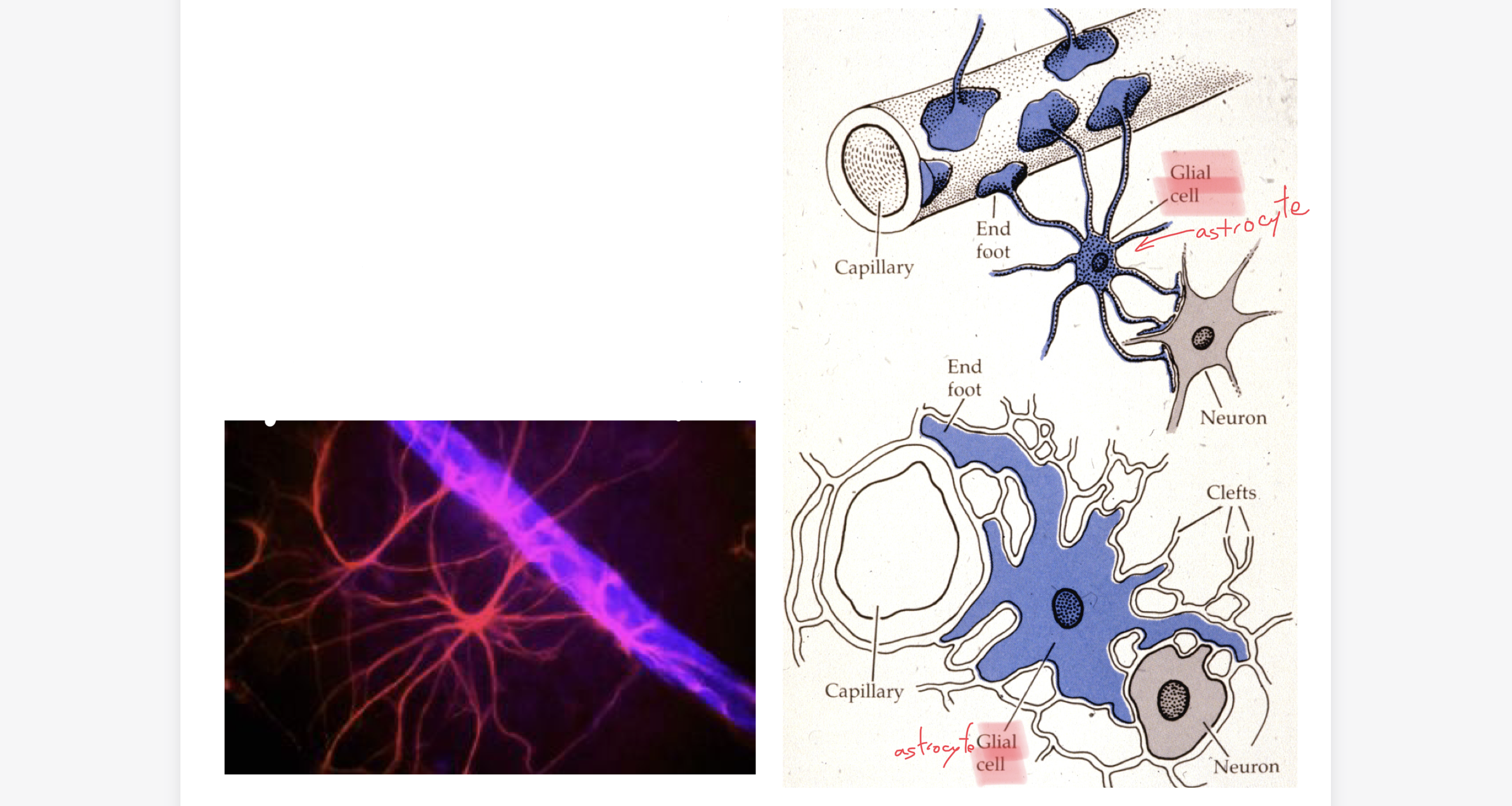 <p>barrière chimique: sélectionne les molécules qui traversent la parroie capillaire</p><p>-isole chimiquement les neurones</p><p>-empeche le passage de nombreuses molécules, notamment les médicaments </p>