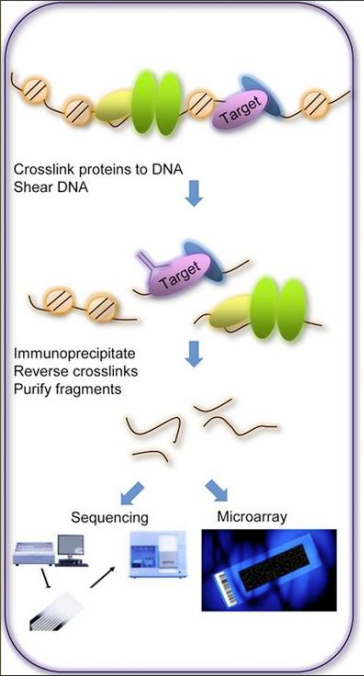 - Where DNA interacts with proteins, crosslink the DNA to the proteins
- Shear DNA into fragments
- Precipitate protein of interest with antibody for that protein (DNA associated will precipitate too)
- Reverse crosslink and isolate associated DNA
- Sequence recovered pool of associated DNA