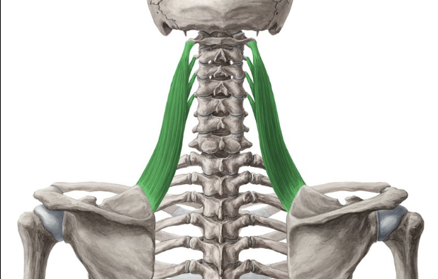 <p>Action: Scapular elevation, downward rotation</p><p>Origin: C1-4 transverse processes</p><p>Insertion: Superior angle of scapula</p><p>Innervation: Dorsal scapular nerve (C5)</p>