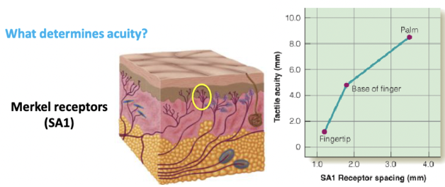 <p>Slowly adapting mechanoreceptors that provide detailed information about texture and fine touch.</p><ul><li><p>is what makes each body part and persons two point threshold a little different because of the amount of these receptors in a certain space</p><ul><li><p>These receptors are more spaced out in the arm then they are in the fingertip</p></li><li><p>Pinky and index finger have same number of Merkel receptors but your index finger has better acuity than the pinky because of the experience and use – like how it was in the monkey tactile acuity study</p></li></ul></li></ul><p></p>