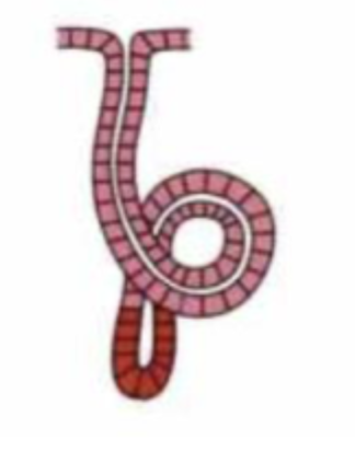 <p>Simpel snoet tubulær kirtel (simple coiled tubular gland)</p>
