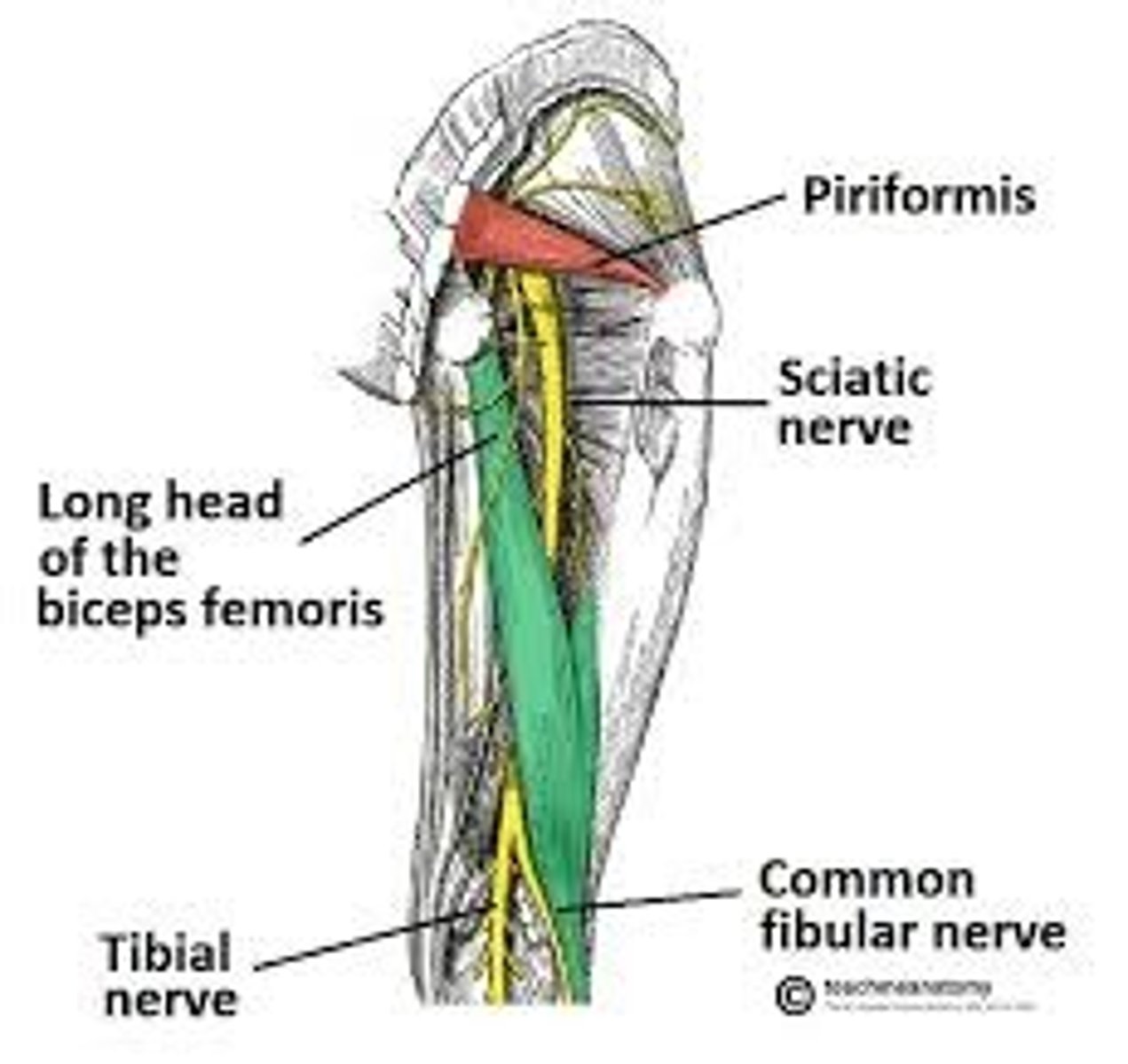 <p>sciatic nerve- tibial division (L5-S2)</p>