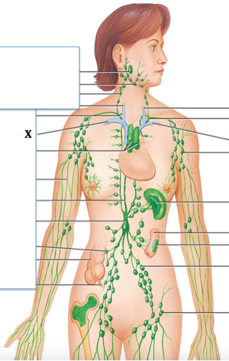 <p>Identify the structure labeled with "<strong>X</strong>"</p>