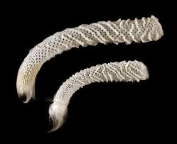 <p>Spiclues are siliecous, 6 rayed and fused </p><p>Euplectella </p>