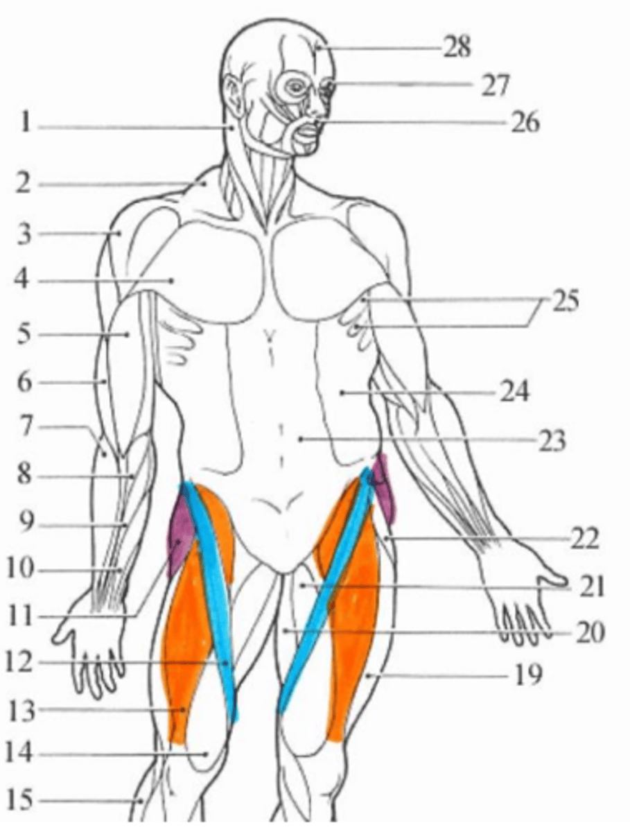 <p>orange muscle</p>