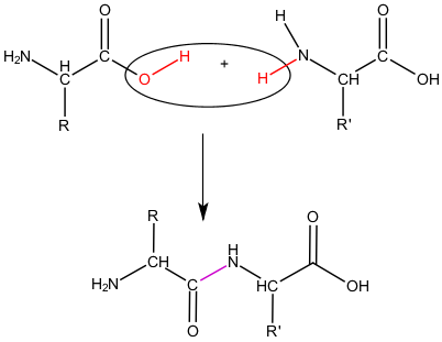 <p>a chemical process where two molecules are joined together with the removal of a water molecule</p><p></p>