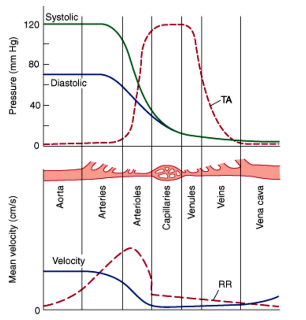 <p>What is vascular pressure determined by? What does the graph show?</p>
