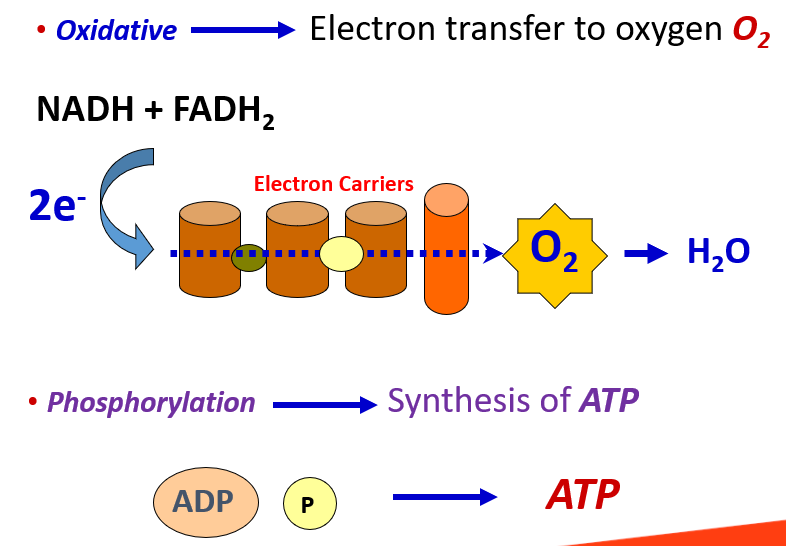 <p>Oxidative: Electron transfer from NADH / FADH2 to O2 via electron carrier proteins Phosphorylation: Synthesis of ATP (ADP + P → ATP), Dependent on O2 so its Oxidative</p><p>Occurs in mitochondria and is the process of ETC + ATP synthase</p>