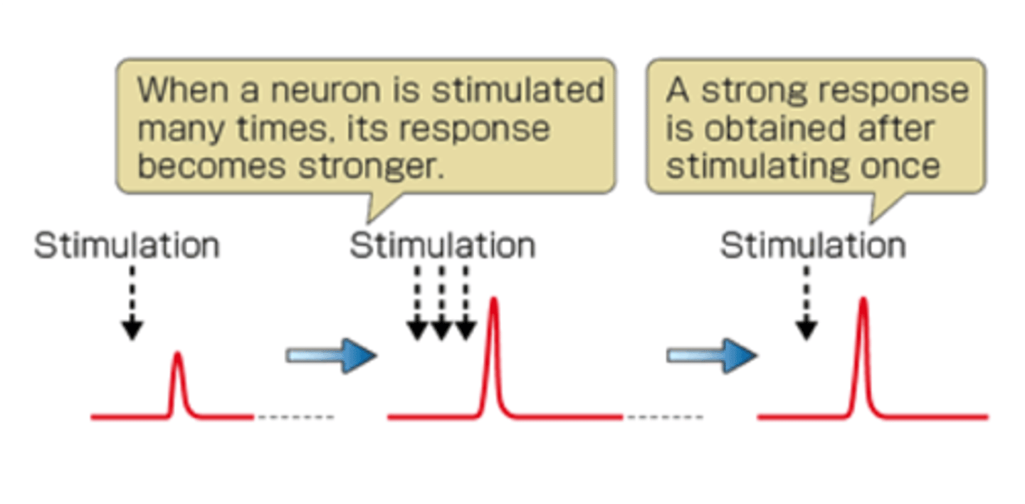 <p>an increase in a cell's firing potential after brief, rapid stimulation; related to learning activities that turn short-term memories into long-term memories</p>