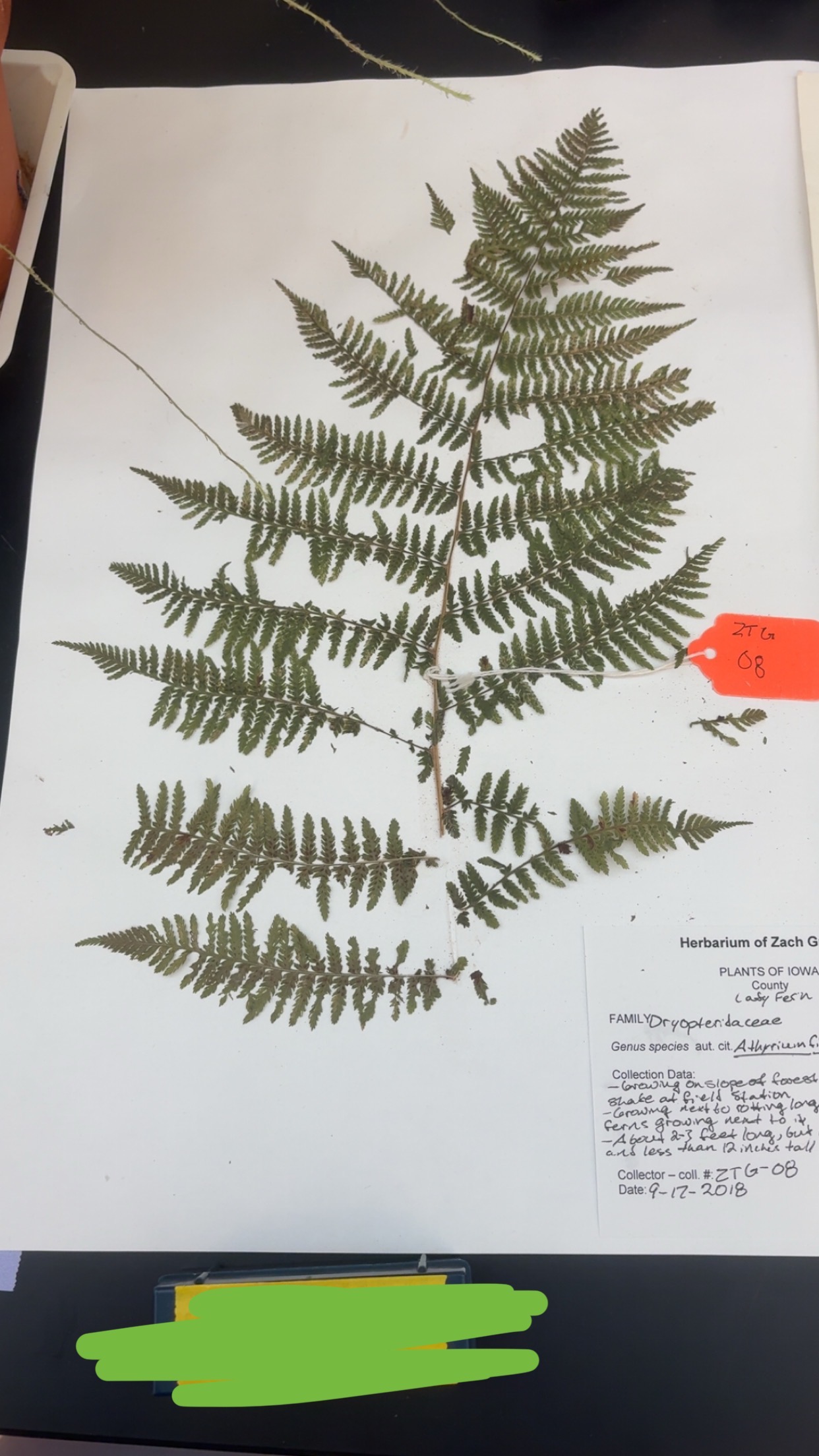 <p>What phylum </p>
