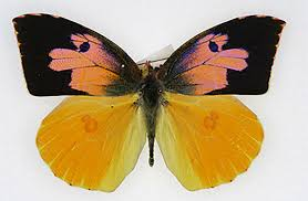 <p>The state insect of California; males have a yellow and black pattern resembling a dog’s head.</p><ul><li><p>only found in California</p></li><li><p>wings mimic a dog's face'</p></li><li><p>The state insect (CA) since 1972</p></li><li><p>Endemic range is limited to the state</p></li><li><p>Color and pattern on the underside of wings are simple</p></li></ul><p></p>