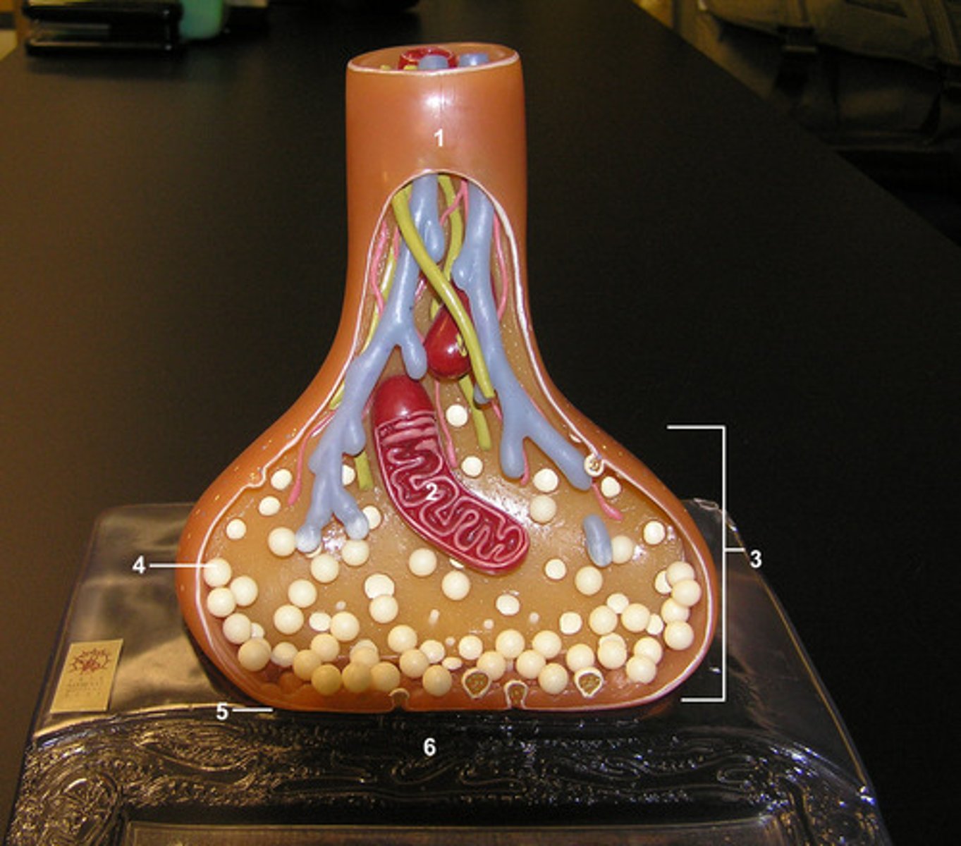 <p>Found at the end of axon terminal &amp; contains synaptic vesicles that are filled with neurotransmitters. #3 in picture.</p>
