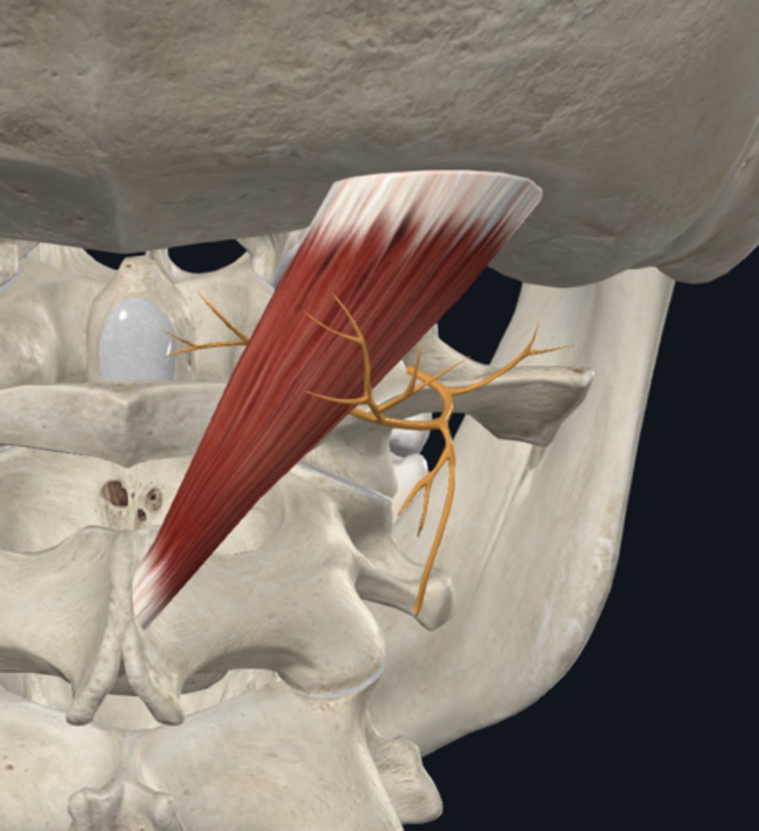 <p>innervates deep muscles of the back, skin (posterior) of head, neck, and back</p>